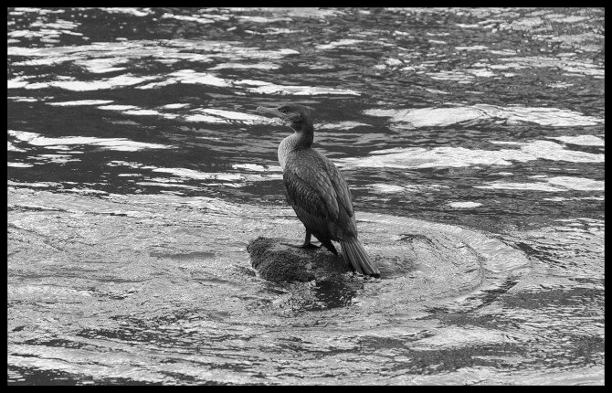 cormoran rio tambre portomouro 1.jpg-W670