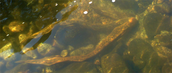 Imagen de una lamprea